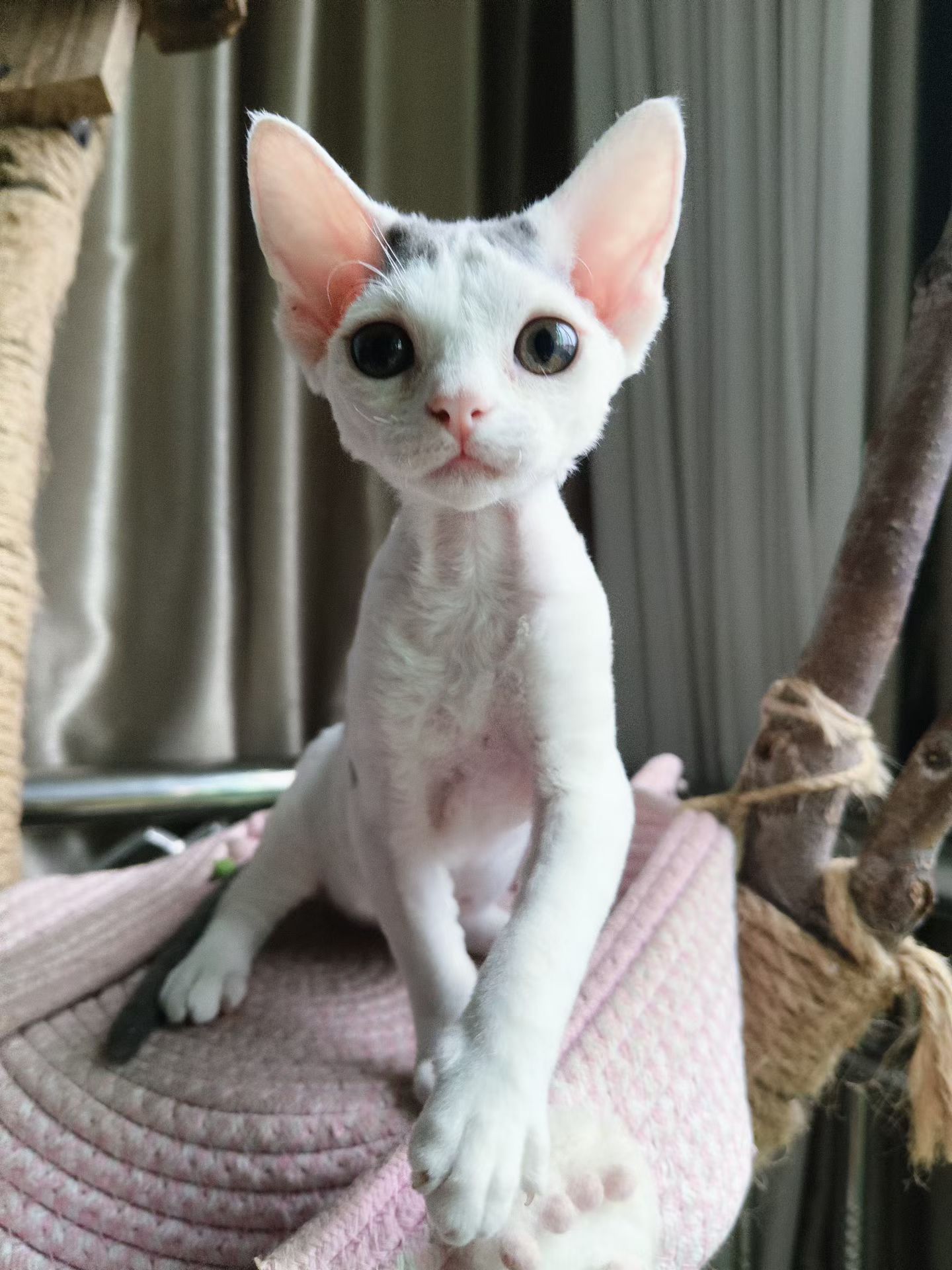 宠物级德文猫，支持上海上门挑选。可小刀。
自家生养。养猫5年